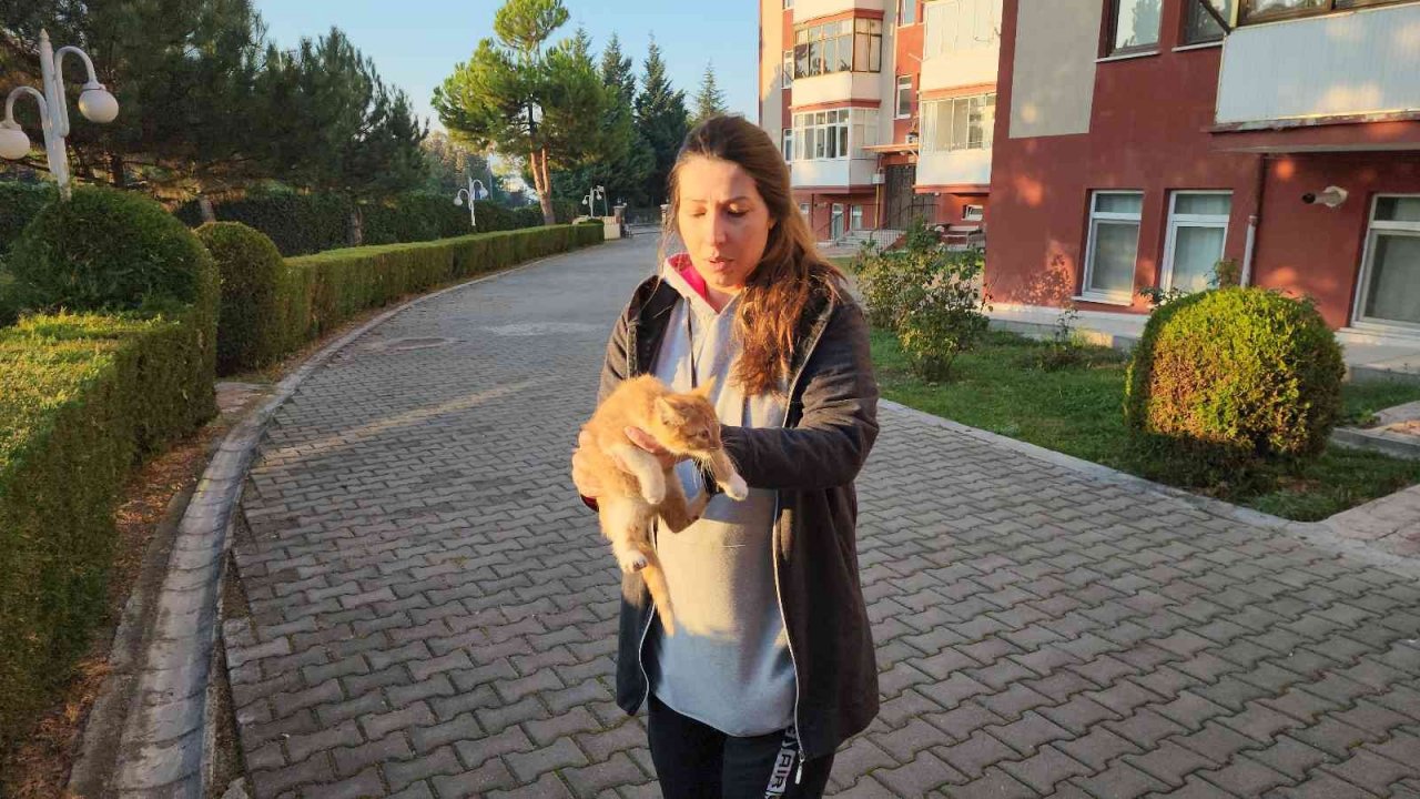 Köpeklerin saldırısından korkup ağaçta mahsur kalan kediyi itfaiye kurtardı