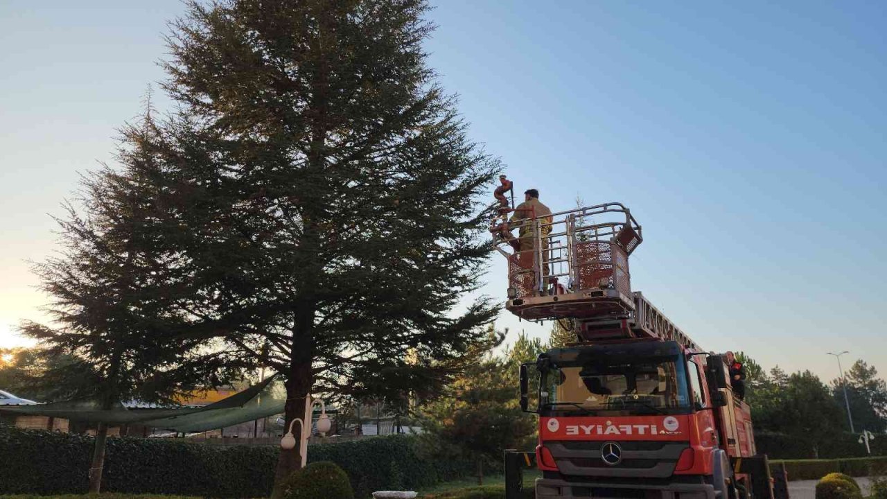 Köpeklerin saldırısından korkup ağaçta mahsur kalan kediyi itfaiye kurtardı