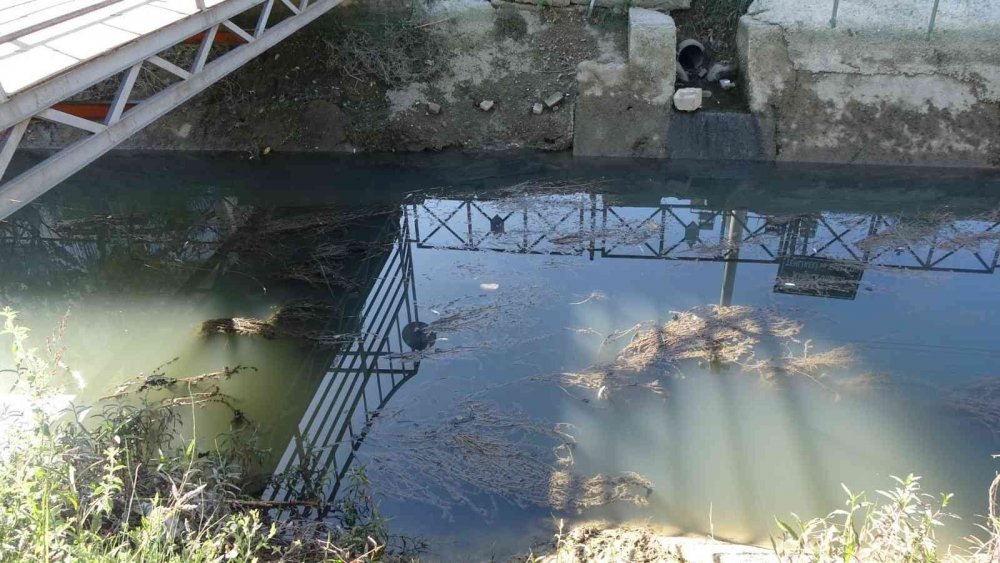 Manavgat’ta balık ölümleri korkuttu!