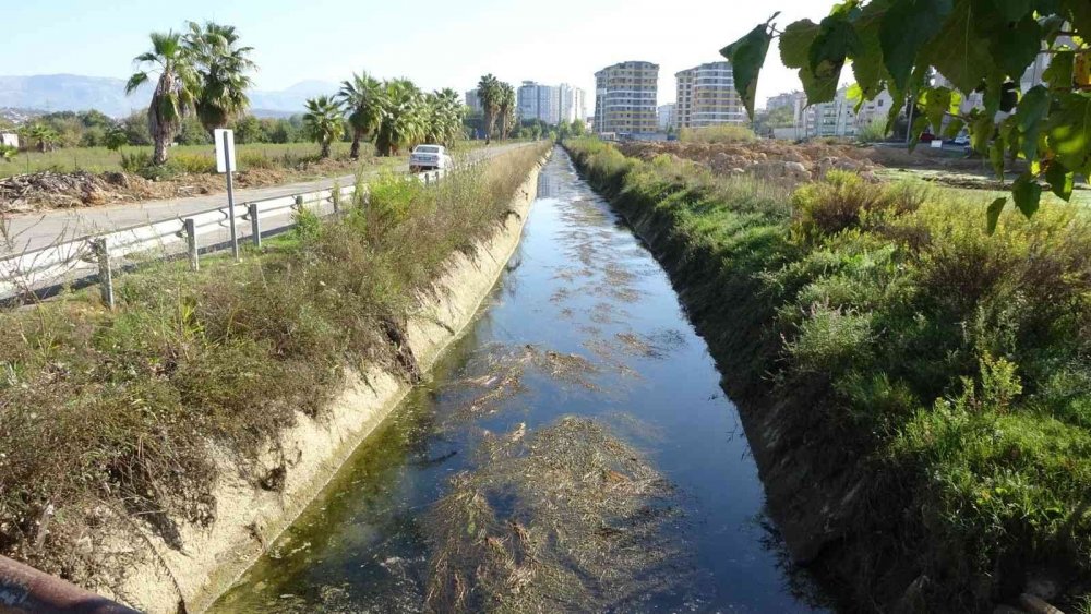 Manavgat’ta balık ölümleri korkuttu!