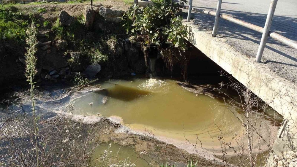 Manavgat’ta balık ölümleri korkuttu!