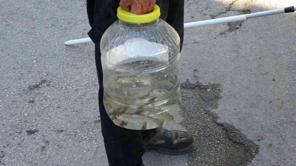 Manavgat’ta balık ölümleri korkuttu!
