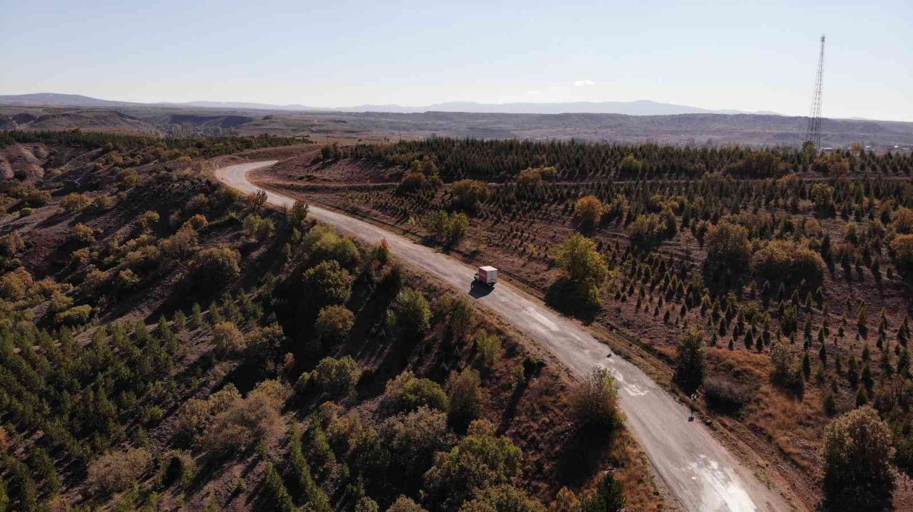 Kışa hazırlanan ağaçlar renk cümbüşü oluşturdu