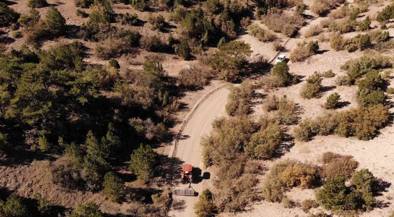 Kışa hazırlanan ağaçlar renk cümbüşü oluşturdu