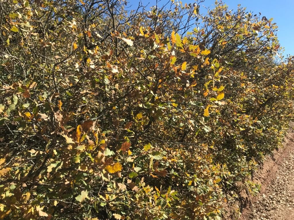 Kışa hazırlanan ağaçlar renk cümbüşü oluşturdu