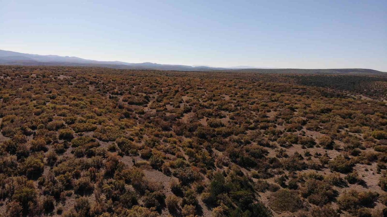 Kışa hazırlanan ağaçlar renk cümbüşü oluşturdu