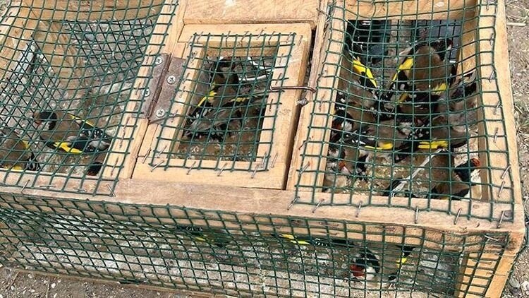 Ağ düzeneğiyle saka kuşu avlayan şahsa 29 bin 627 lira ceza kesildi