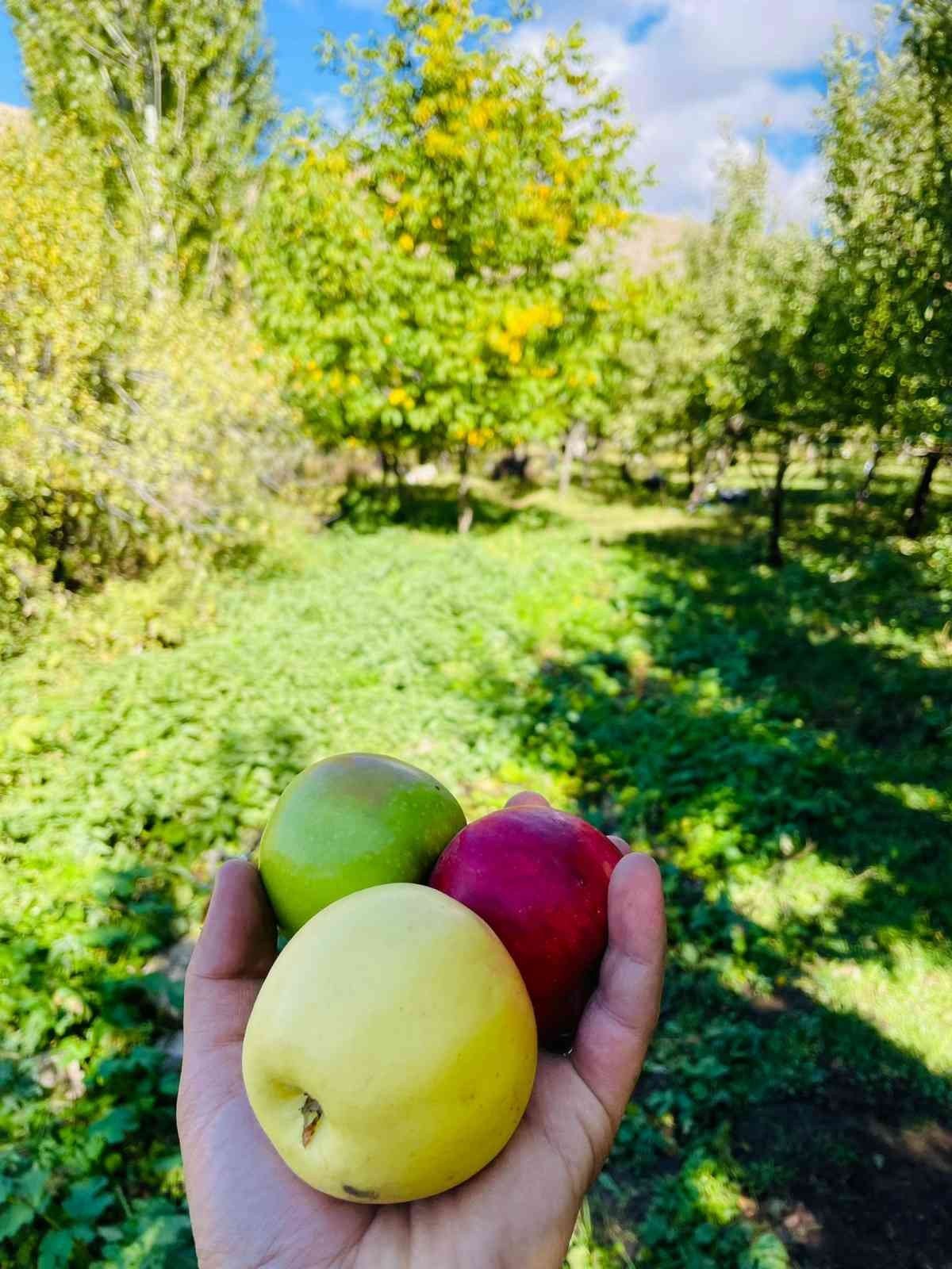 Tatvan’da elma hasadı