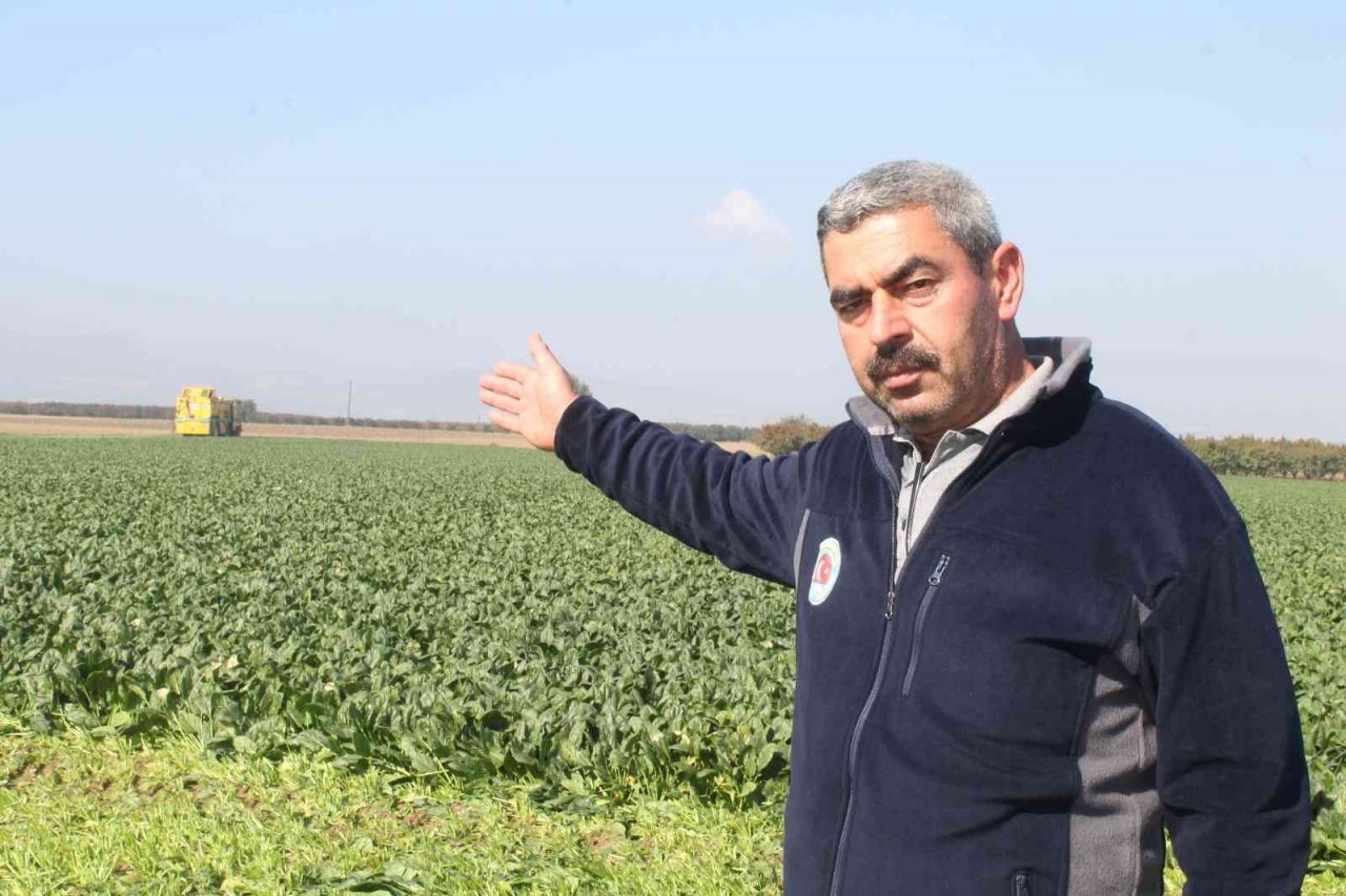 Türkiye’nin ıspanak ihtiyacının dörtte birini Bursa karşılıyor