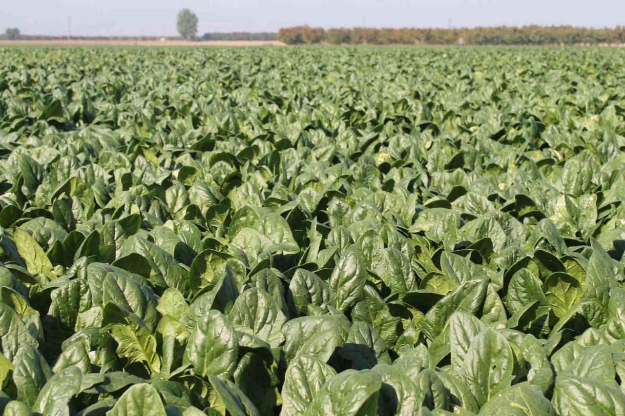 Türkiye’nin ıspanak ihtiyacının dörtte birini Bursa karşılıyor