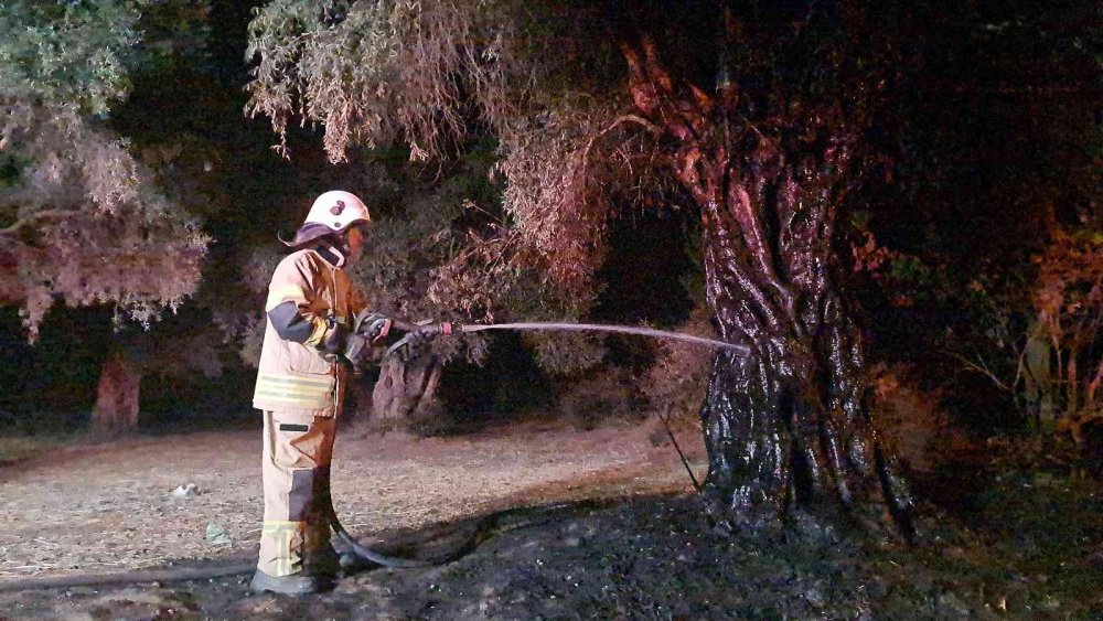 İzmir'de köylüler nöbette! 6 köyün zeytinliği ateşe verildi! 1 şüpheli gözaltına alındı