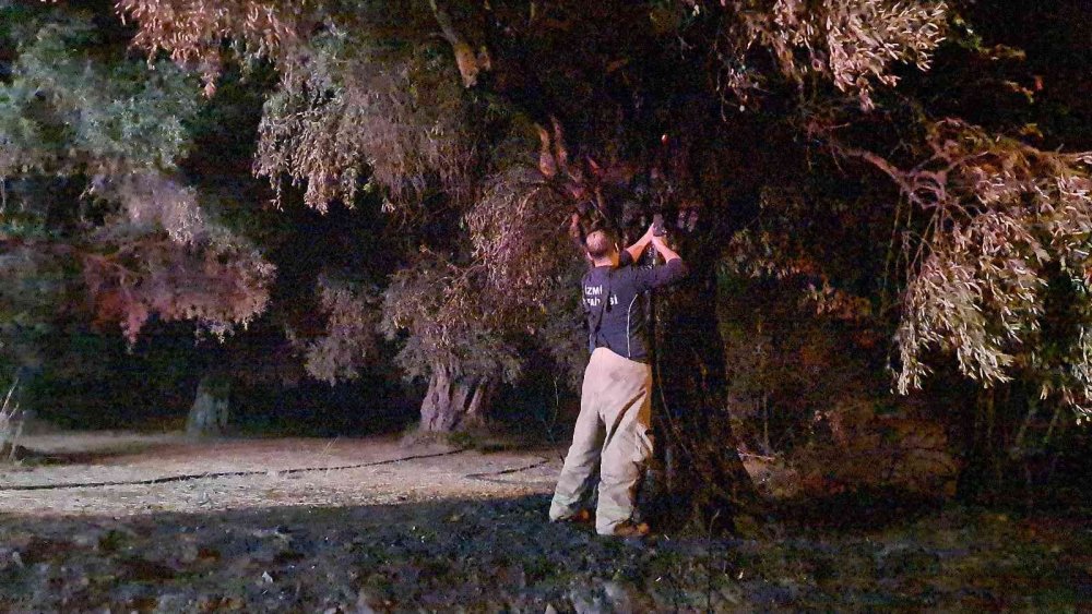 İzmir'de köylüler nöbette! 6 köyün zeytinliği ateşe verildi! 1 şüpheli gözaltına alındı