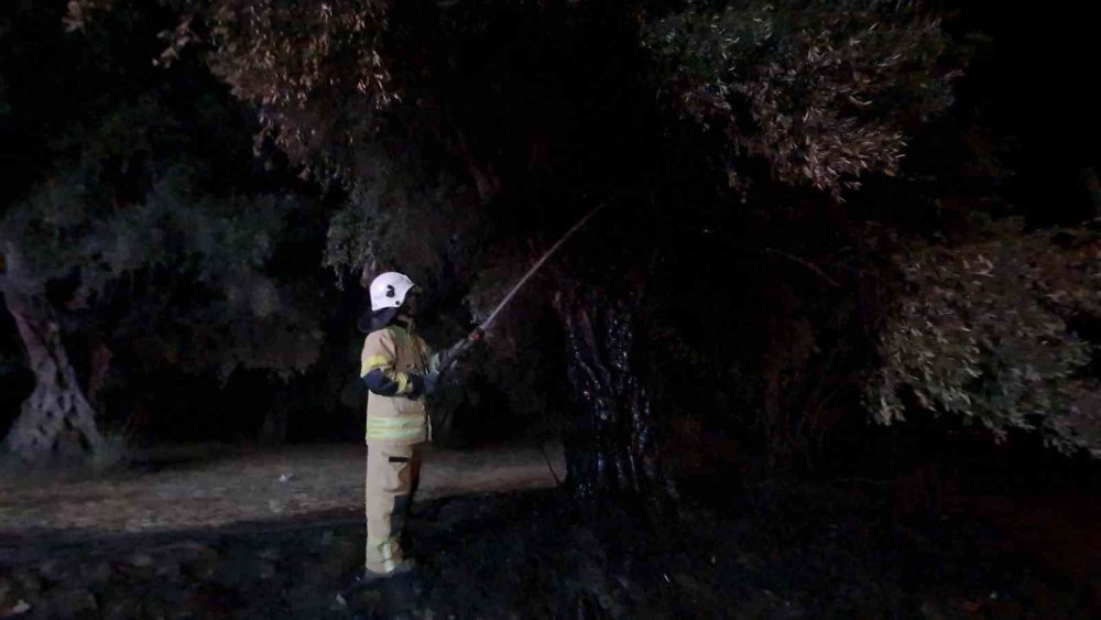 İzmir'de köylüler nöbette! 6 köyün zeytinliği ateşe verildi! 1 şüpheli gözaltına alındı