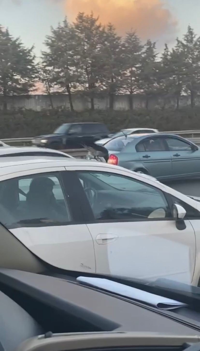 Sancaktepe’de araç üzerinde karganın yolculuğu görenleri şaşkına çevirdi