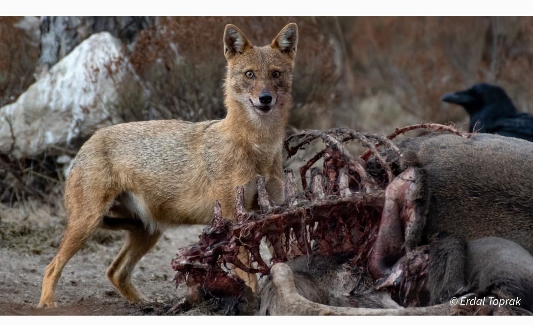 Çakal avını böyle parçaladı