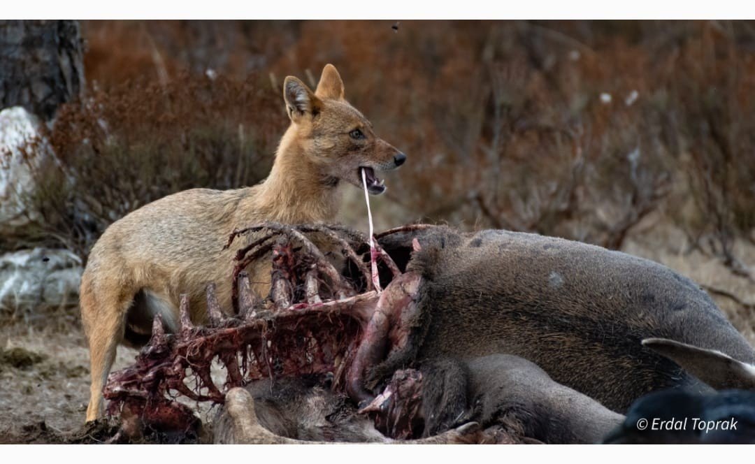 Çakal avını böyle parçaladı