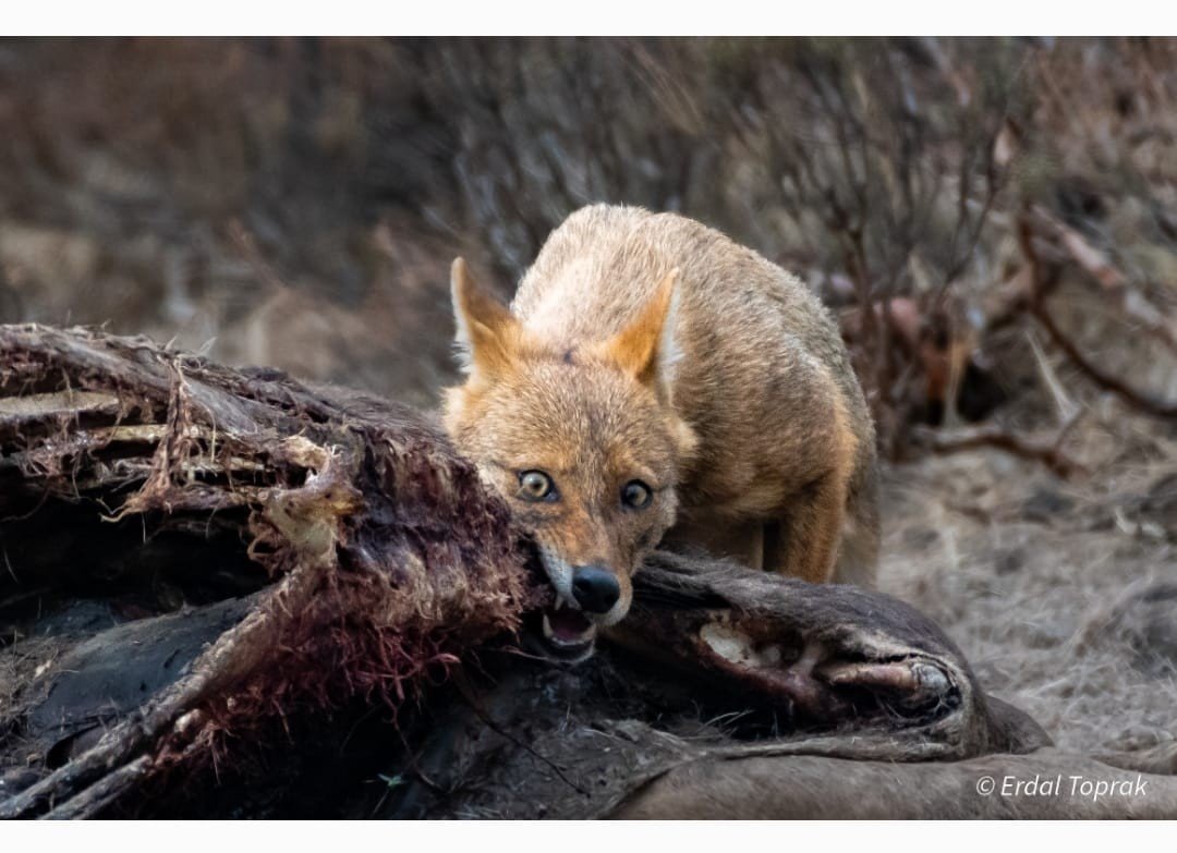 Çakal avını böyle parçaladı