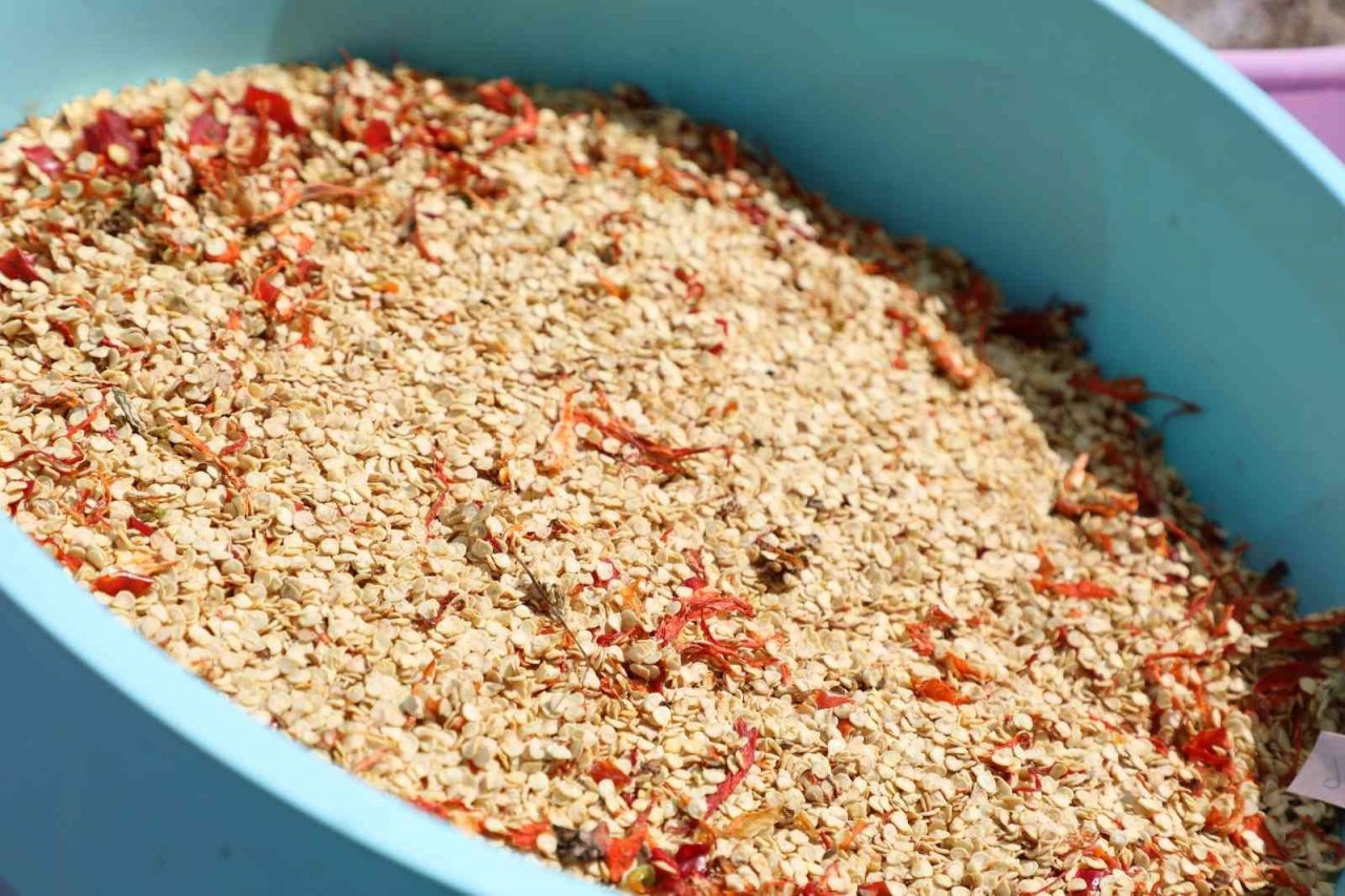 2023 yılının ata tohumları dağıtıma hazırlanıyor