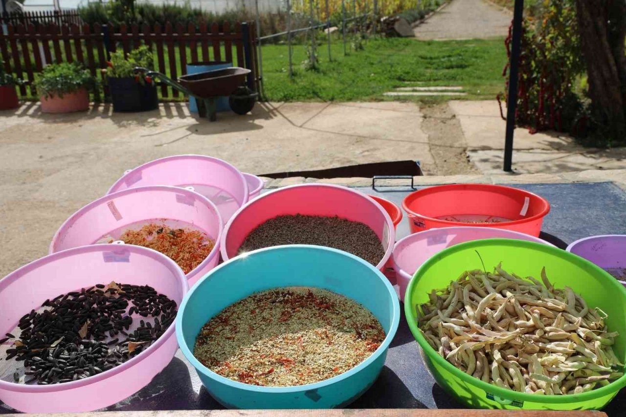 2023 yılının ata tohumları dağıtıma hazırlanıyor