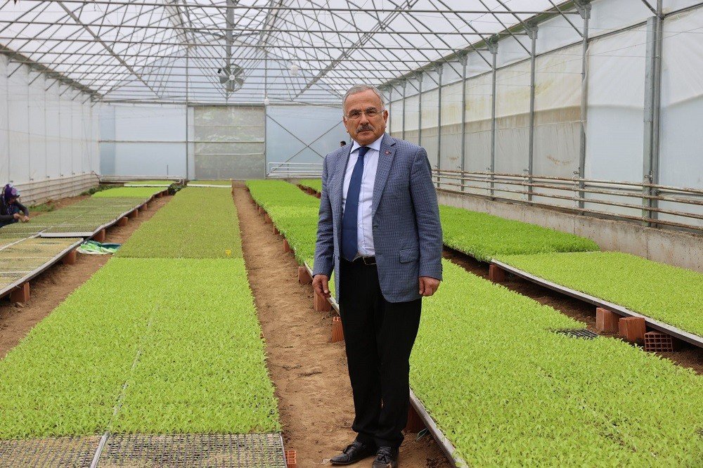 Ordu’nun fide üretim merkezi