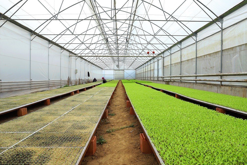 Ordu’nun fide üretim merkezi