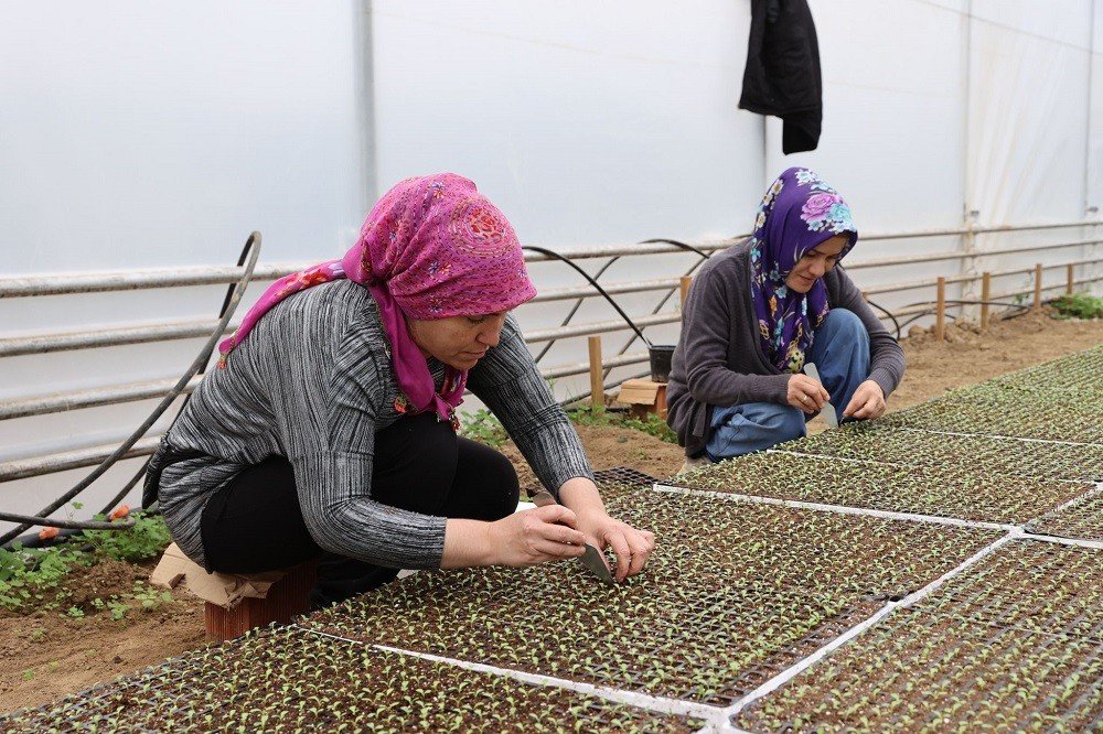 Ordu’nun fide üretim merkezi