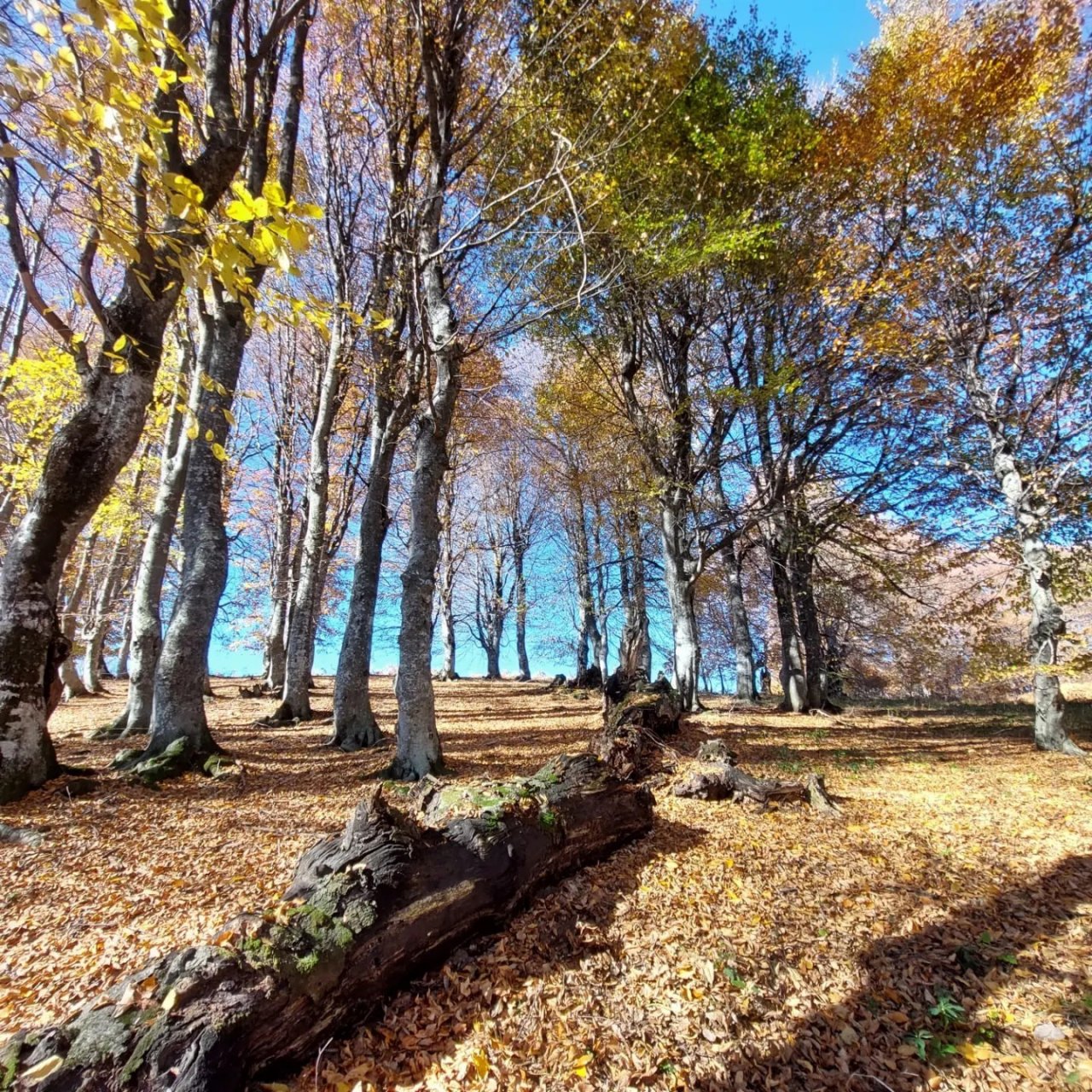 Muhteşem sonbahar fotoğrafları