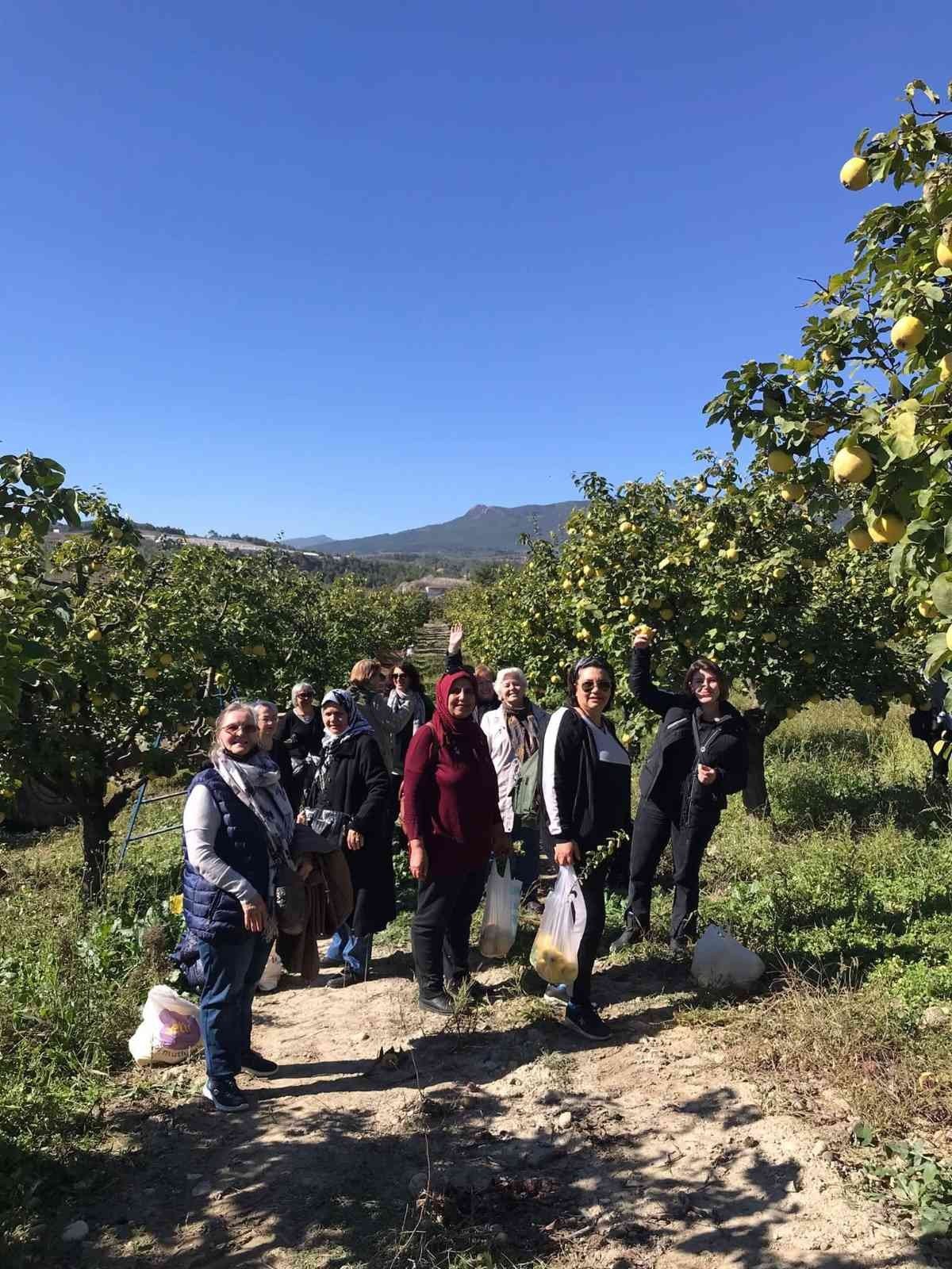 Bilecik’te bu yıl ayva hasadının 7 bin ton olması bekleniyor