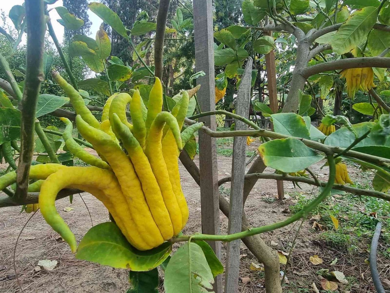 Parmaklı narenciye şaşkına çeviriyor