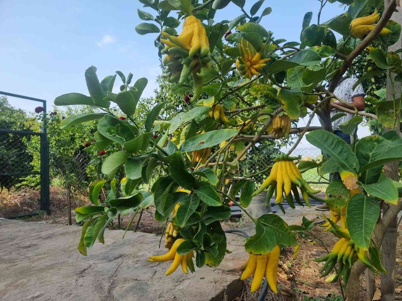 Parmaklı narenciye şaşkına çeviriyor