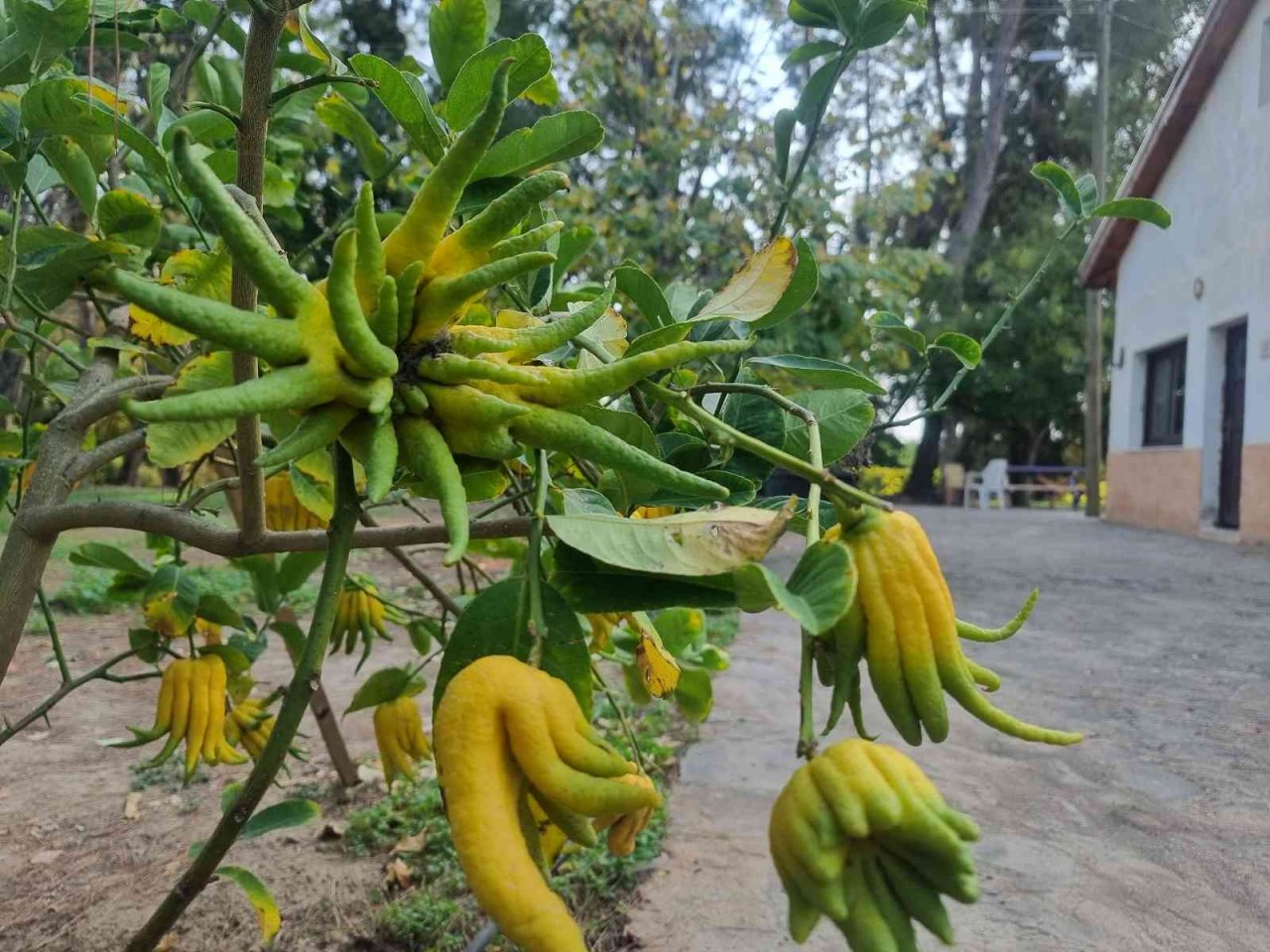 Parmaklı narenciye şaşkına çeviriyor