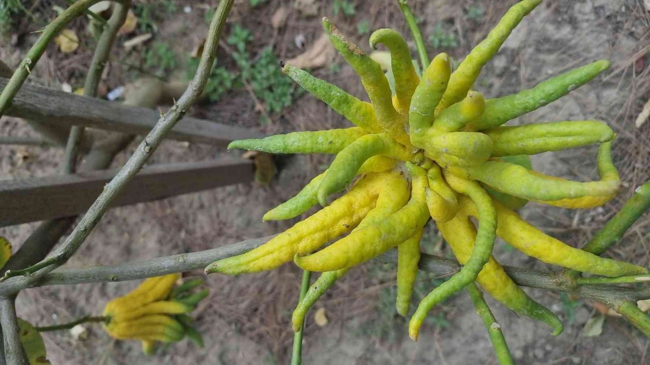 Parmaklı narenciye şaşkına çeviriyor