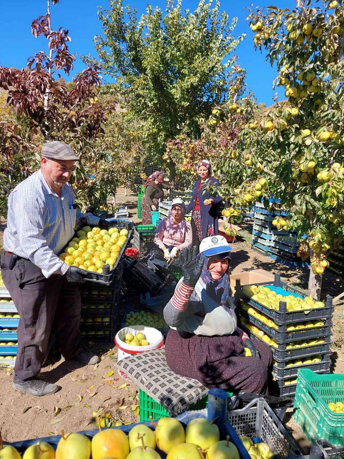 Sungurlu’da armut hasadı başladı
