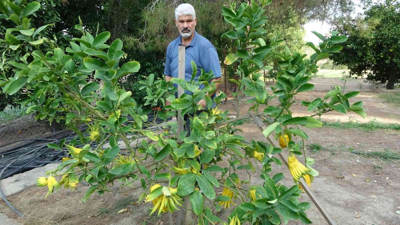 Parmaklı narenciye şaşkına çeviriyor