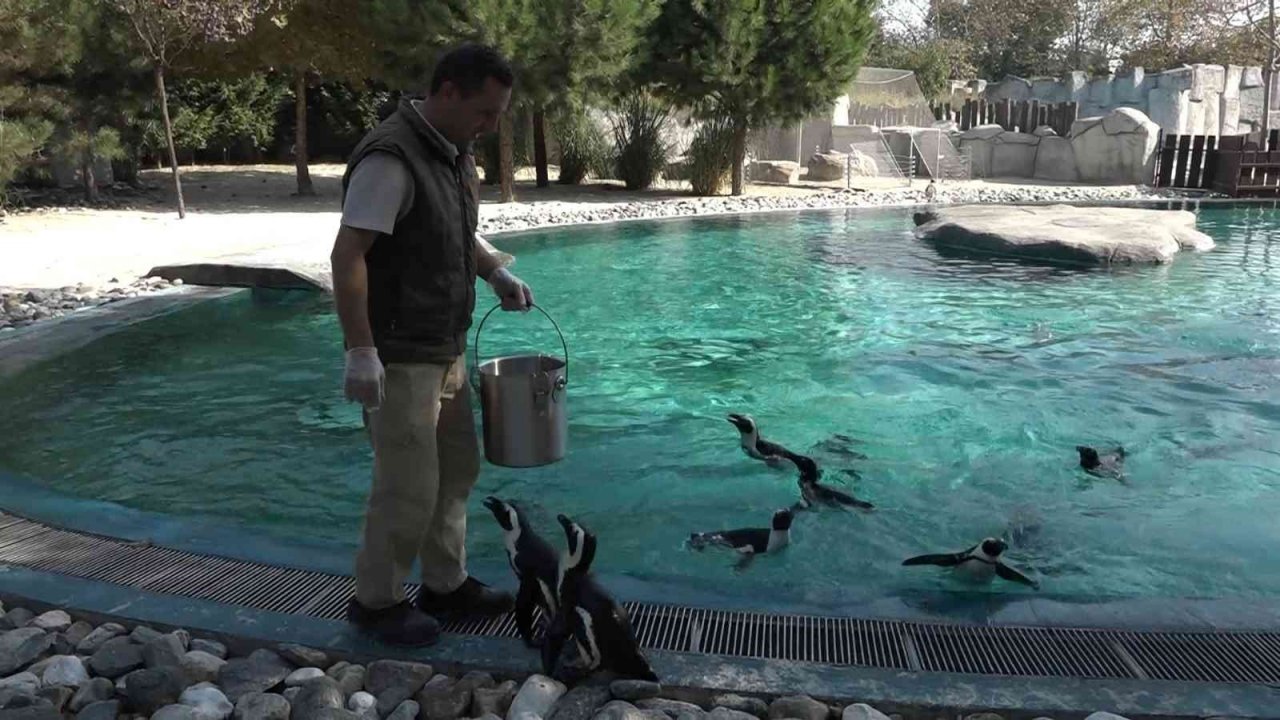 Penguenlerin balık keyfi