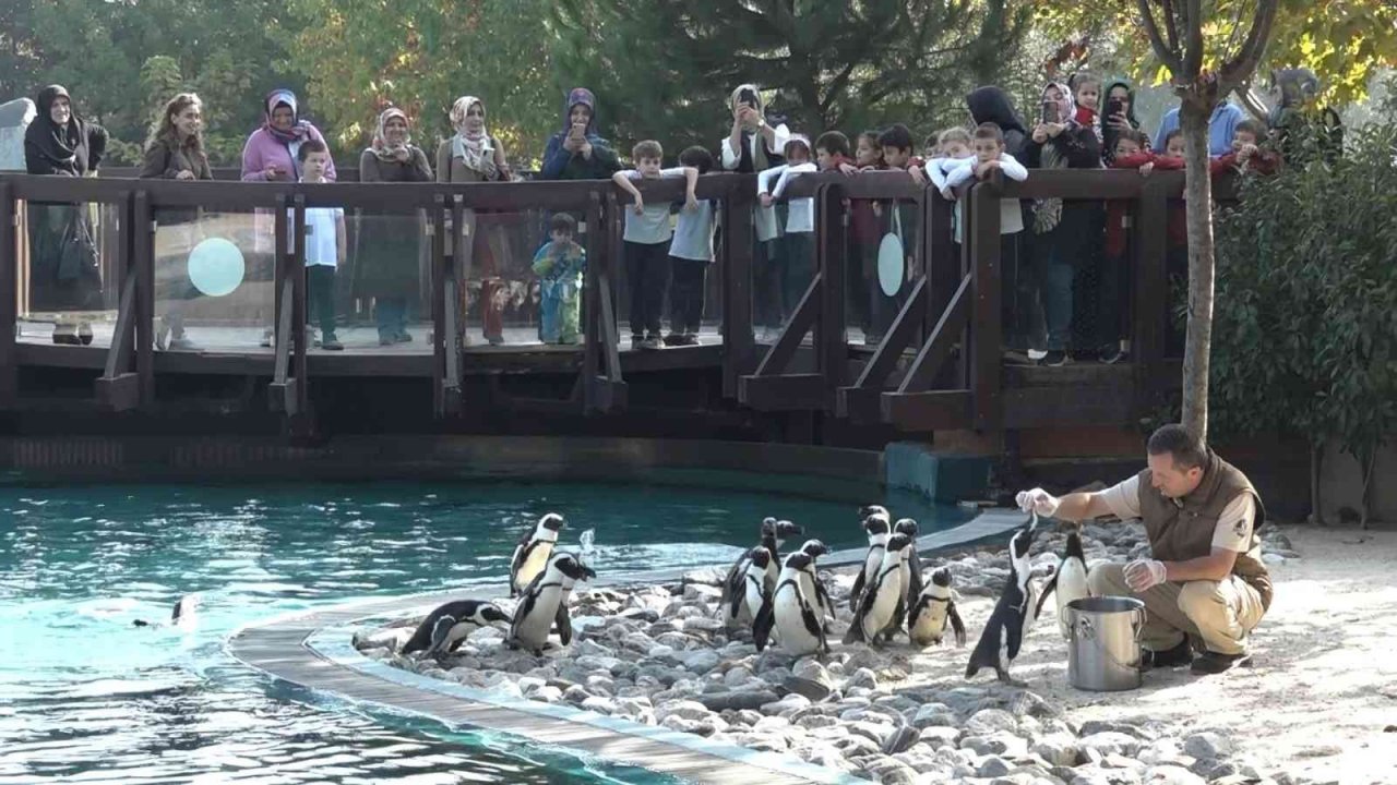 Penguenlerin balık keyfi