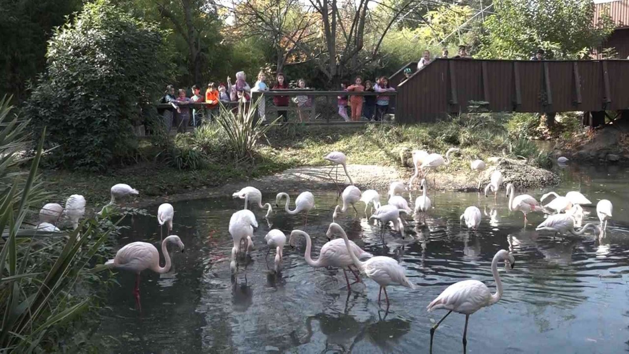 Penguenlerin balık keyfi