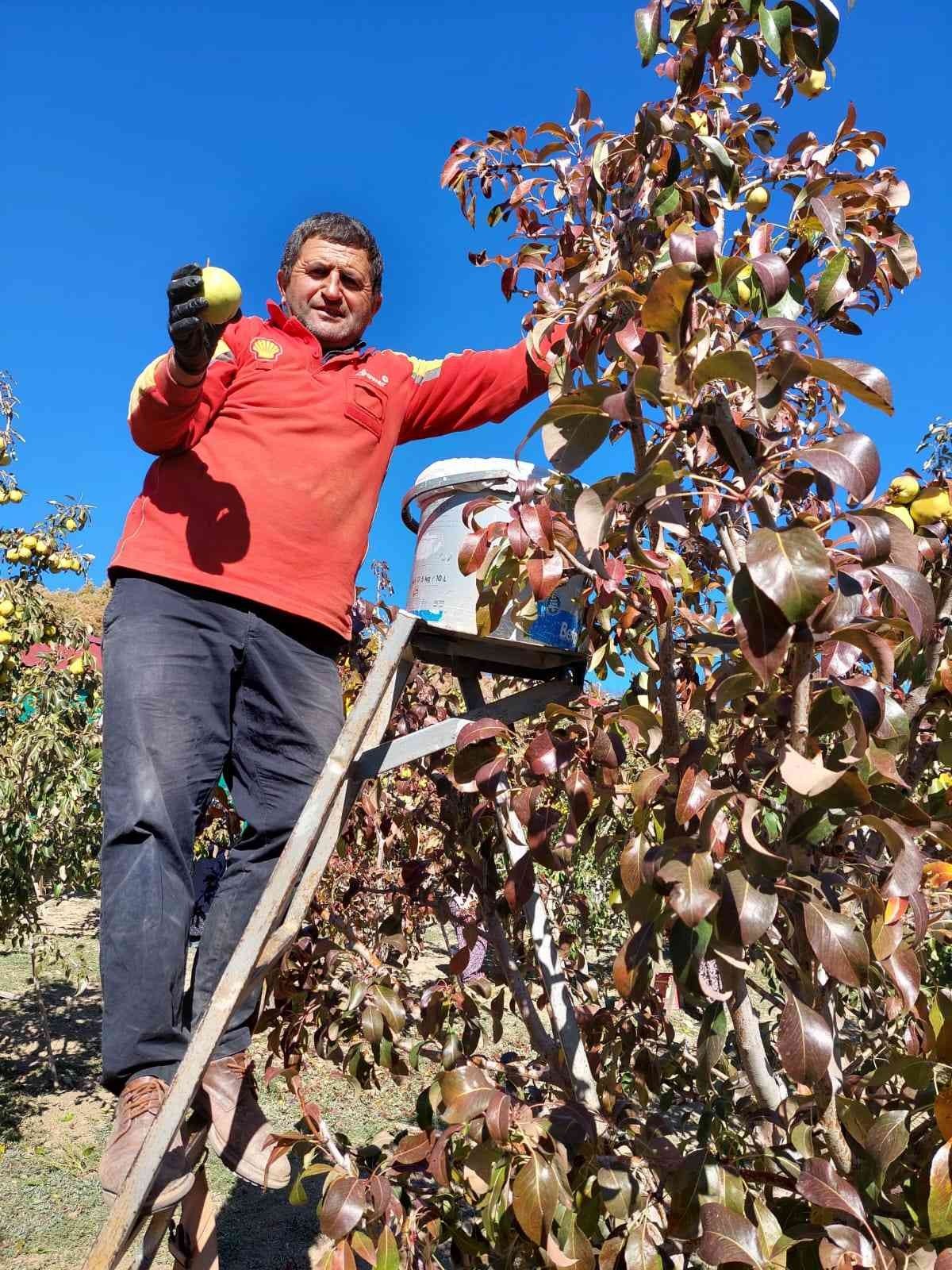Sungurlu’da armut hasadı başladı