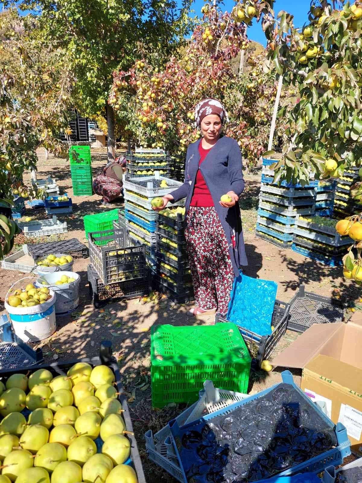 Sungurlu’da armut hasadı başladı