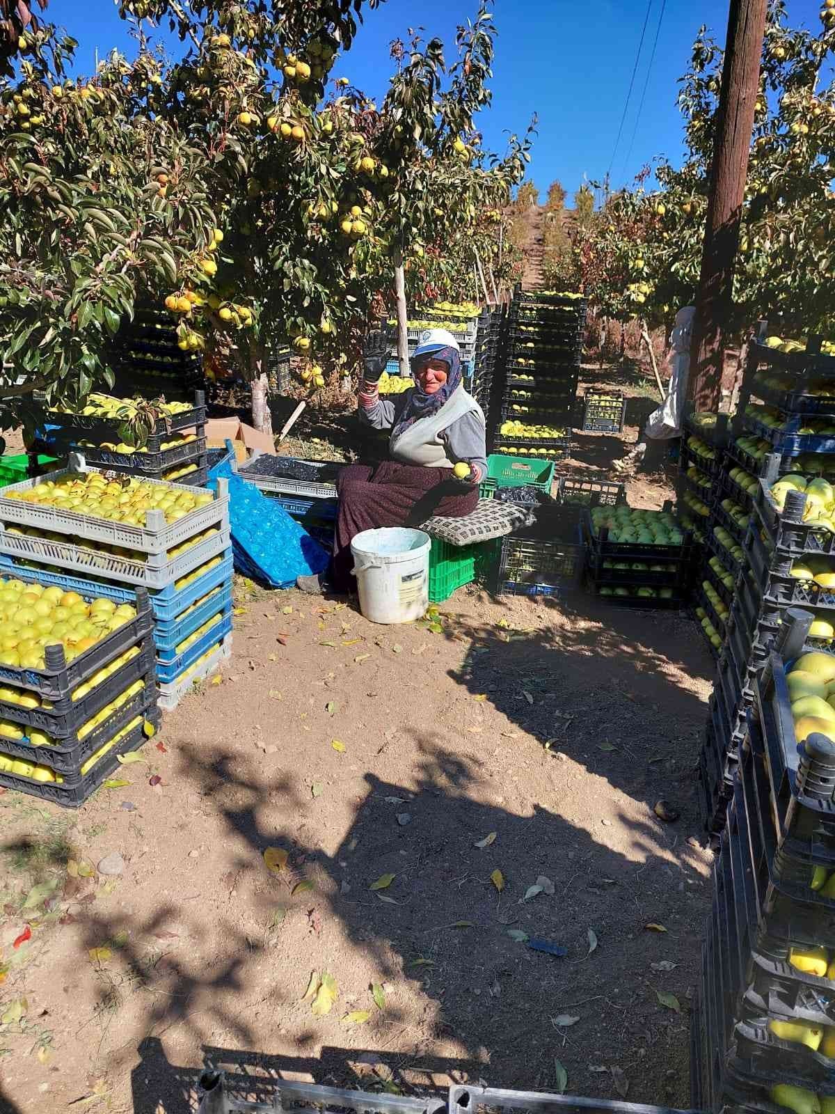 Sungurlu’da armut hasadı başladı