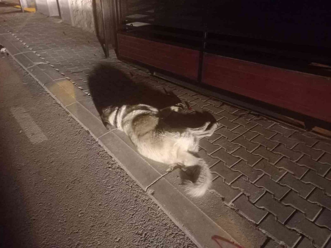 Köpek zehirlenmesiyle ilgili 1 gözaltı
