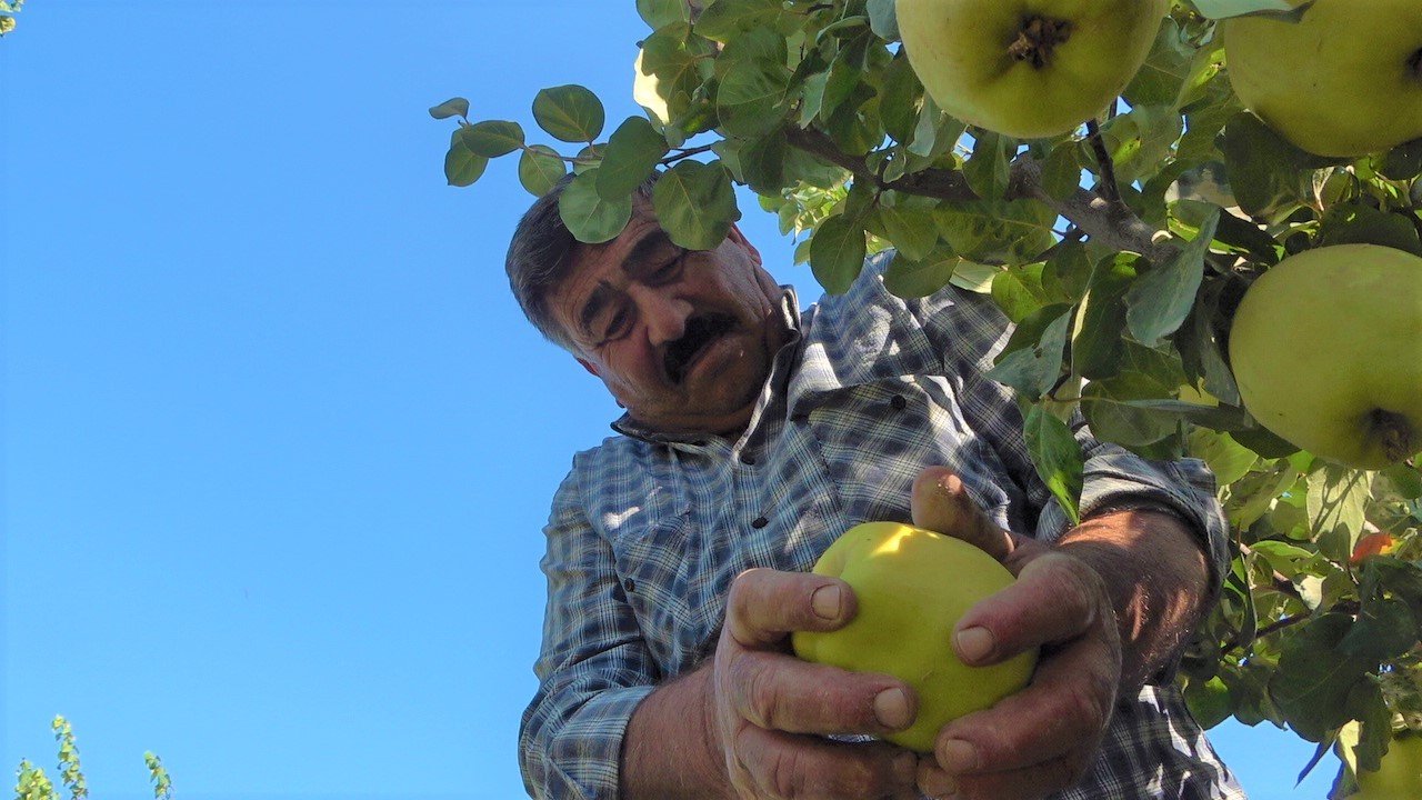 Dalların altın sarısındaki yüksek verim üreticinin yüzünü güldürdü