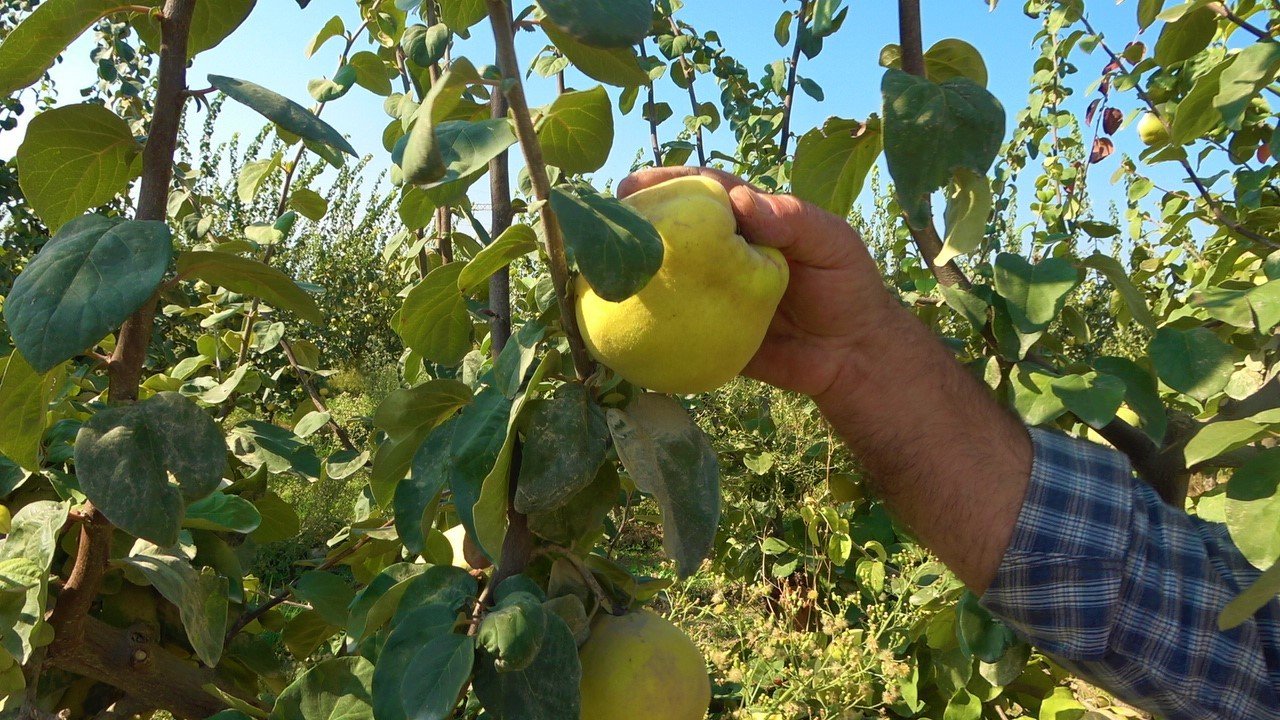 Dalların altın sarısındaki yüksek verim üreticinin yüzünü güldürdü