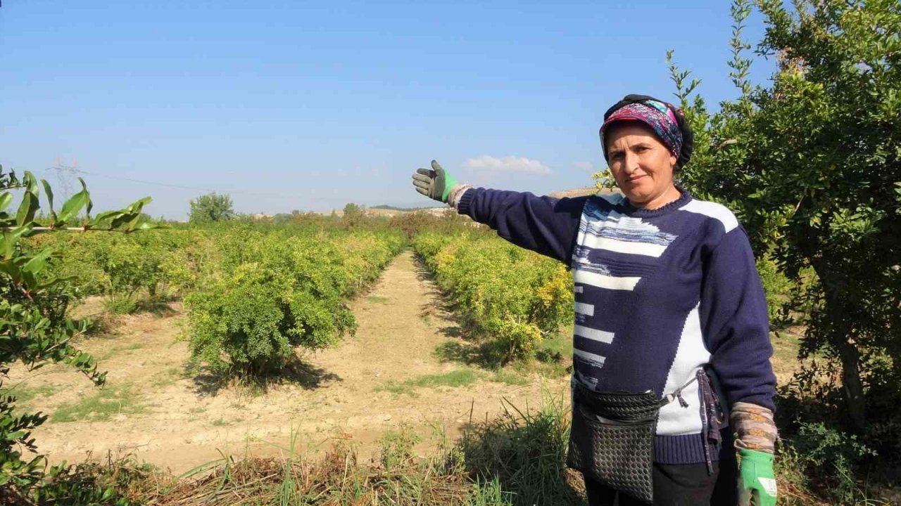 Dalların altın sarısındaki yüksek verim üreticinin yüzünü güldürdü