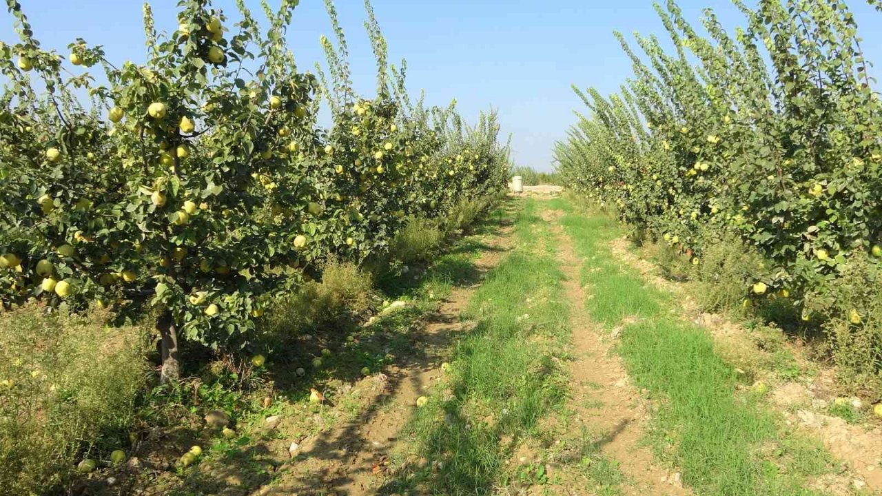 Dalların altın sarısındaki yüksek verim üreticinin yüzünü güldürdü