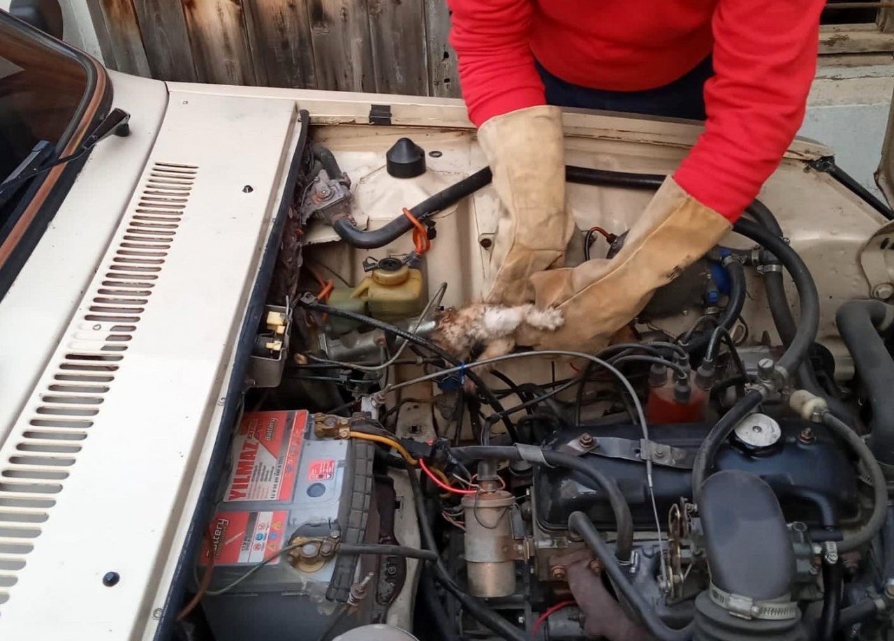 Otomobilin motor bölümünde sıkışan kedi yavrusunu itfaiye kurtardı