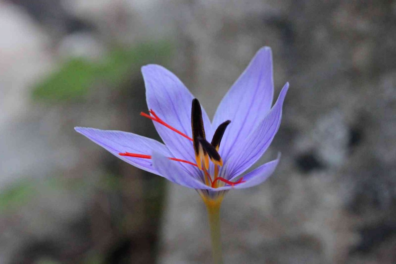 Dünyada sadece Antalya’da bulunan Olimpos safranı tehlike altında