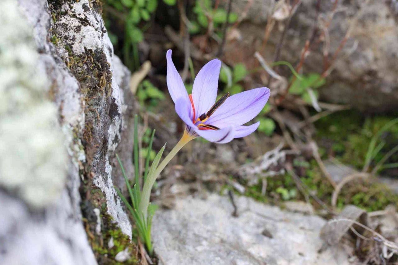 Dünyada sadece Antalya’da bulunan Olimpos safranı tehlike altında