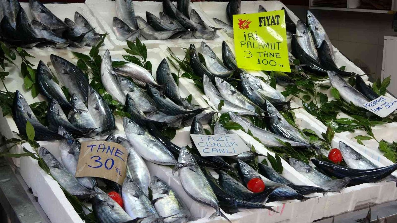 Karadeniz’de palamut bolluğu: Balıkçılarda kuyruk