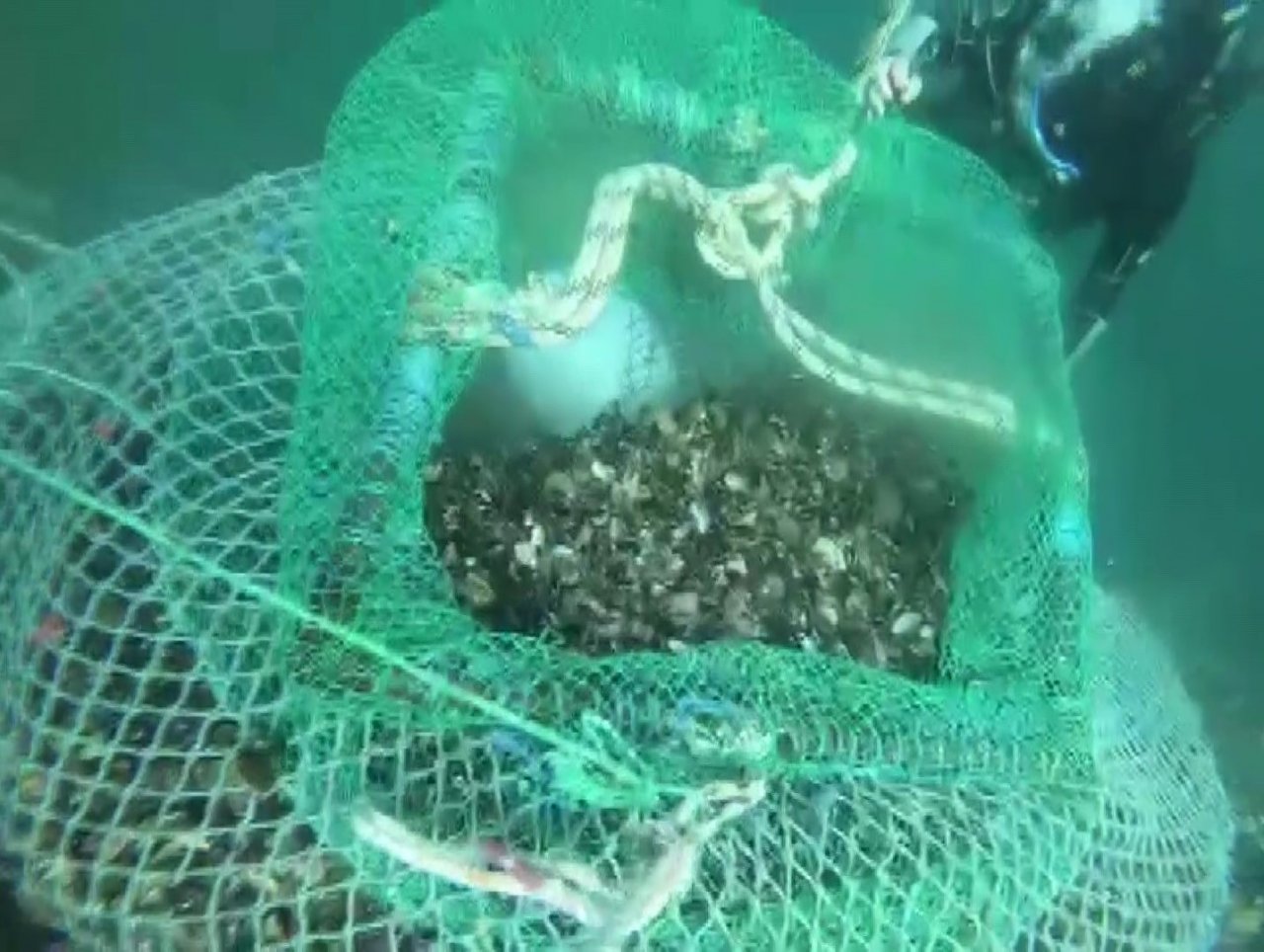 Beykoz’da kaçak avladıkları 1 ton midyeyi denizin 7 metre derinliğine sakladılar